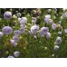Кампанула Campanula La Bello